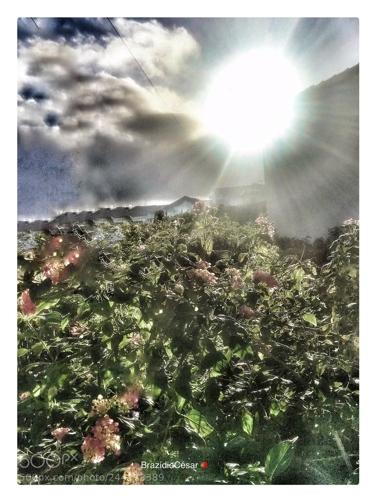 Apple iPhone 6s sample photo. Untitled photography