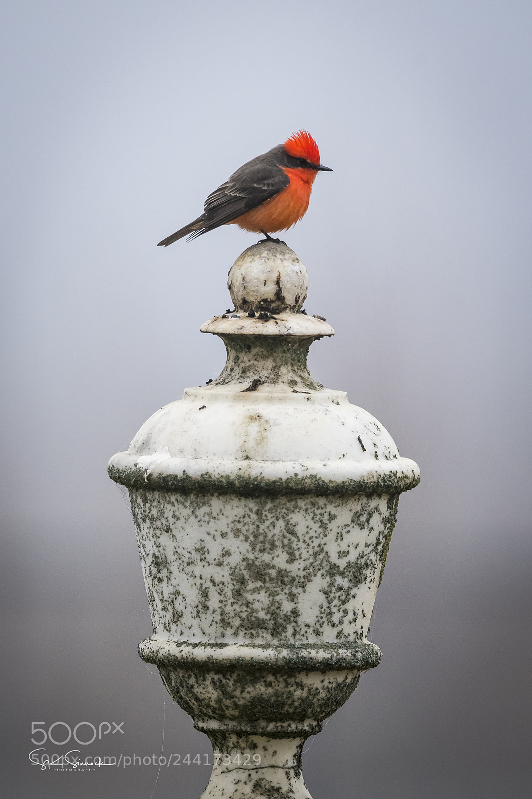 Nikon D850 sample photo. Vermillion flycatcher photography