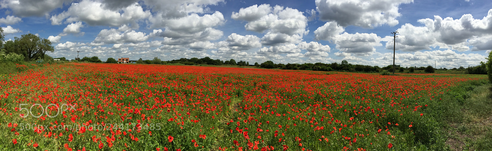 Apple iPhone 5s sample photo. Poppyseed field burt st photography
