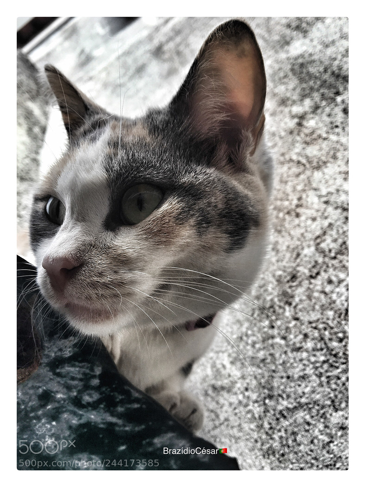 Apple iPhone 6s sample photo. Untitled photography