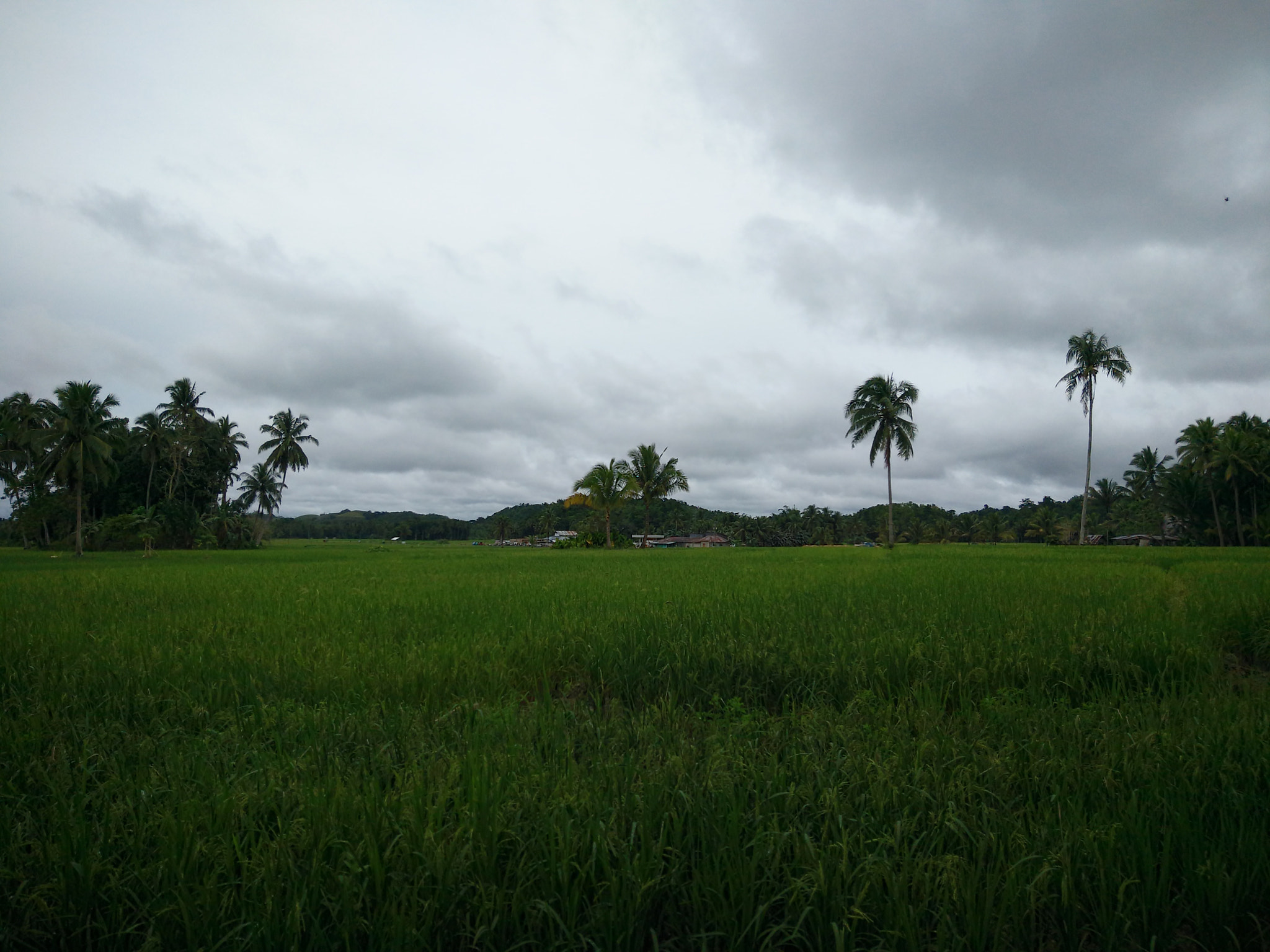 OPPO R7 Plusf sample photo. Ricefarm in batuan, bohol, philippines photography