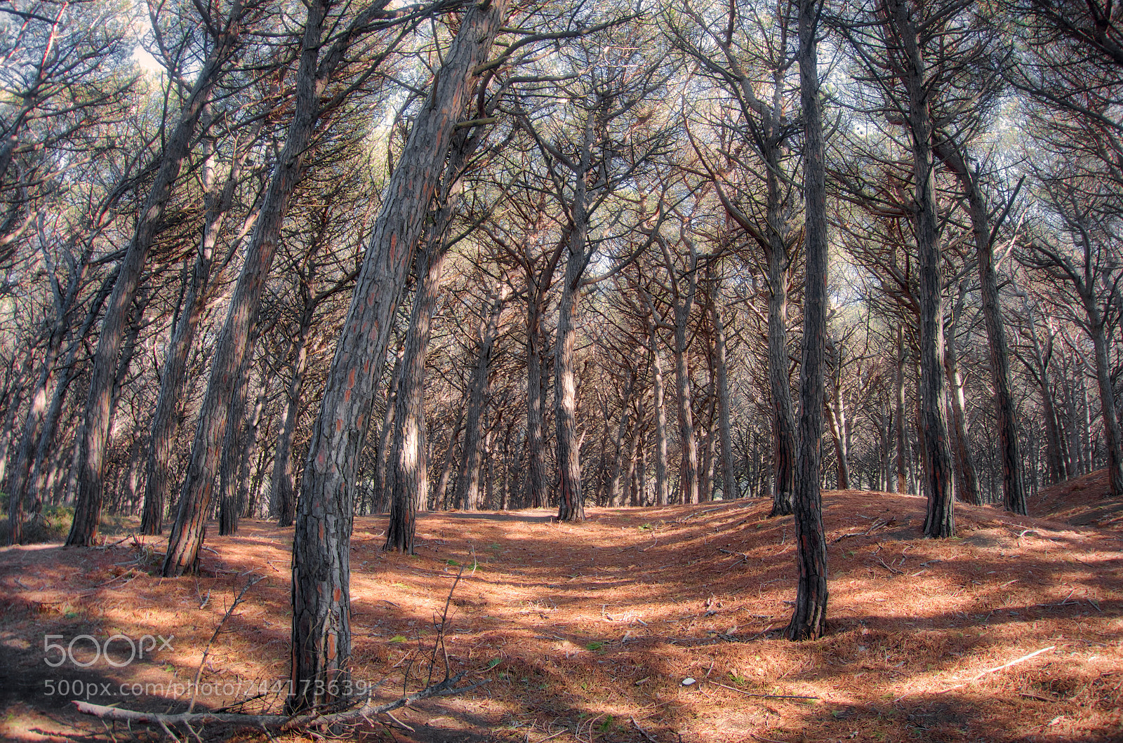 Sony Cyber-shot DSC-RX100 III sample photo. Enchanted forest photography