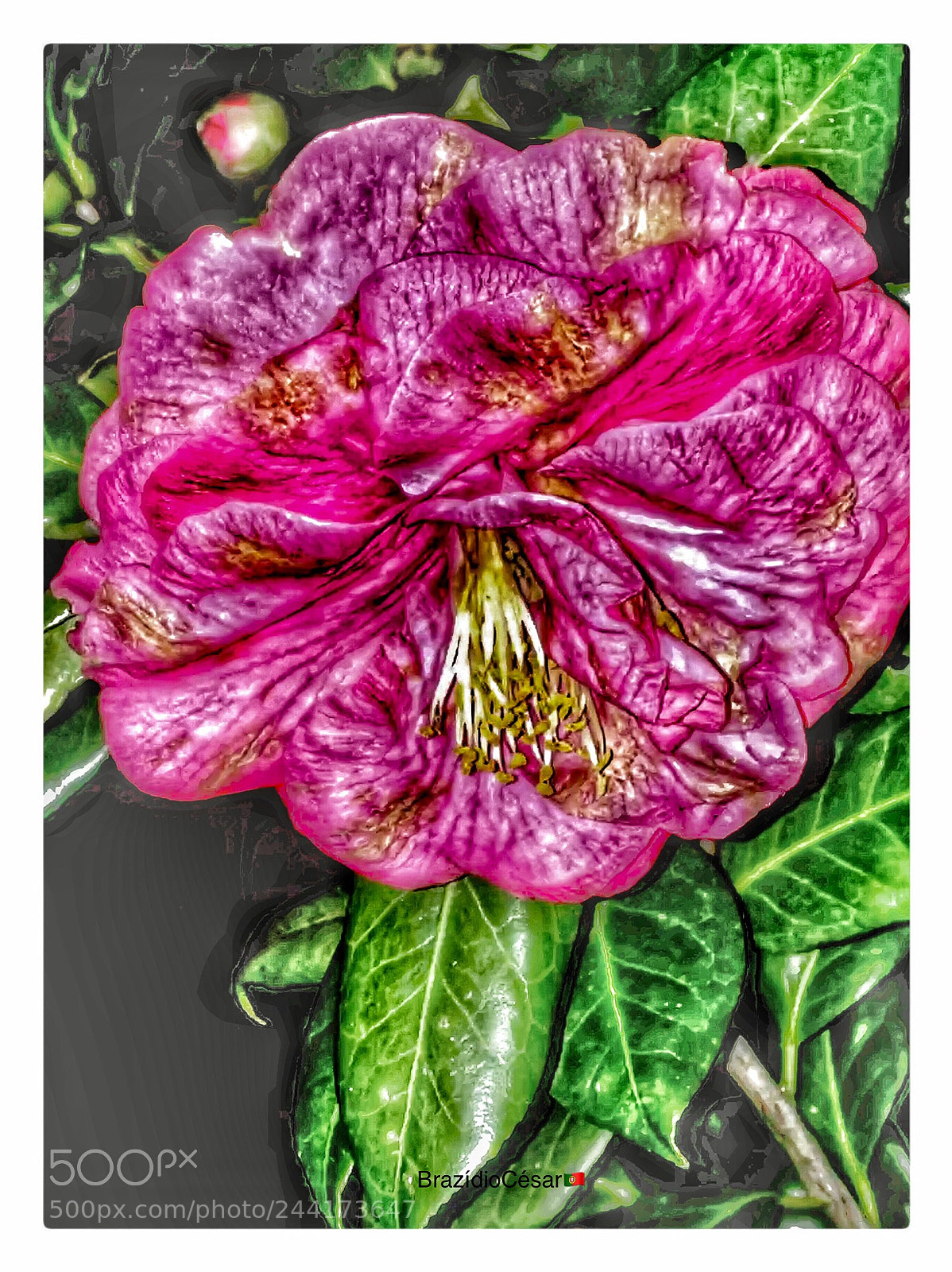 Apple iPhone 6s sample photo. Untitled photography