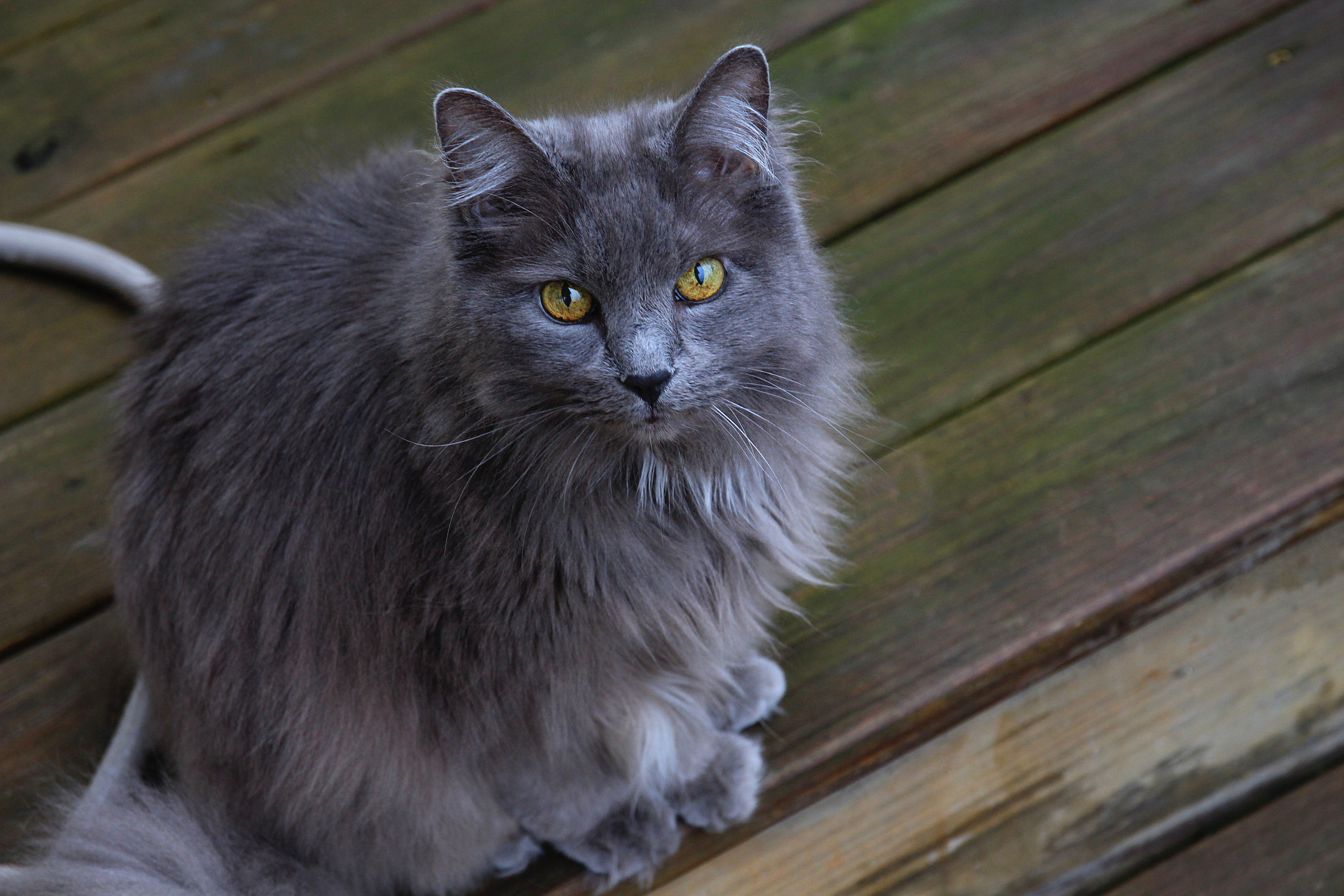 Sigma 17-70mm F2.8-4 DC Macro OS HSM sample photo. My cat photography