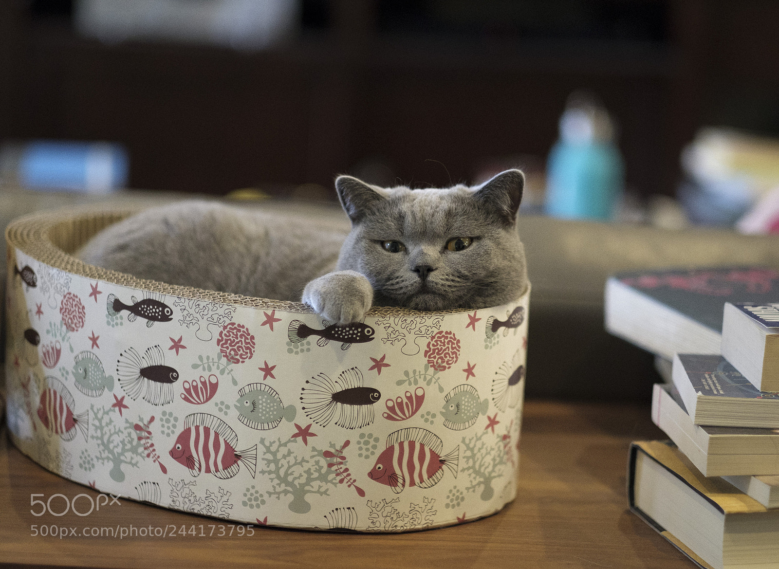 Fujifilm X-T2 sample photo. Stella in a box photography