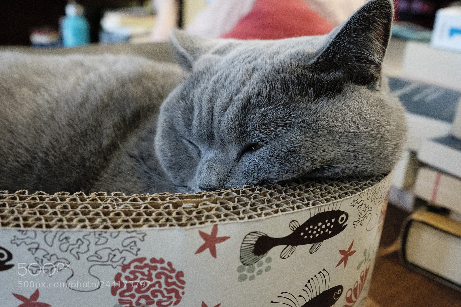 Fujifilm X-T2 sample photo. Stella in a box photography