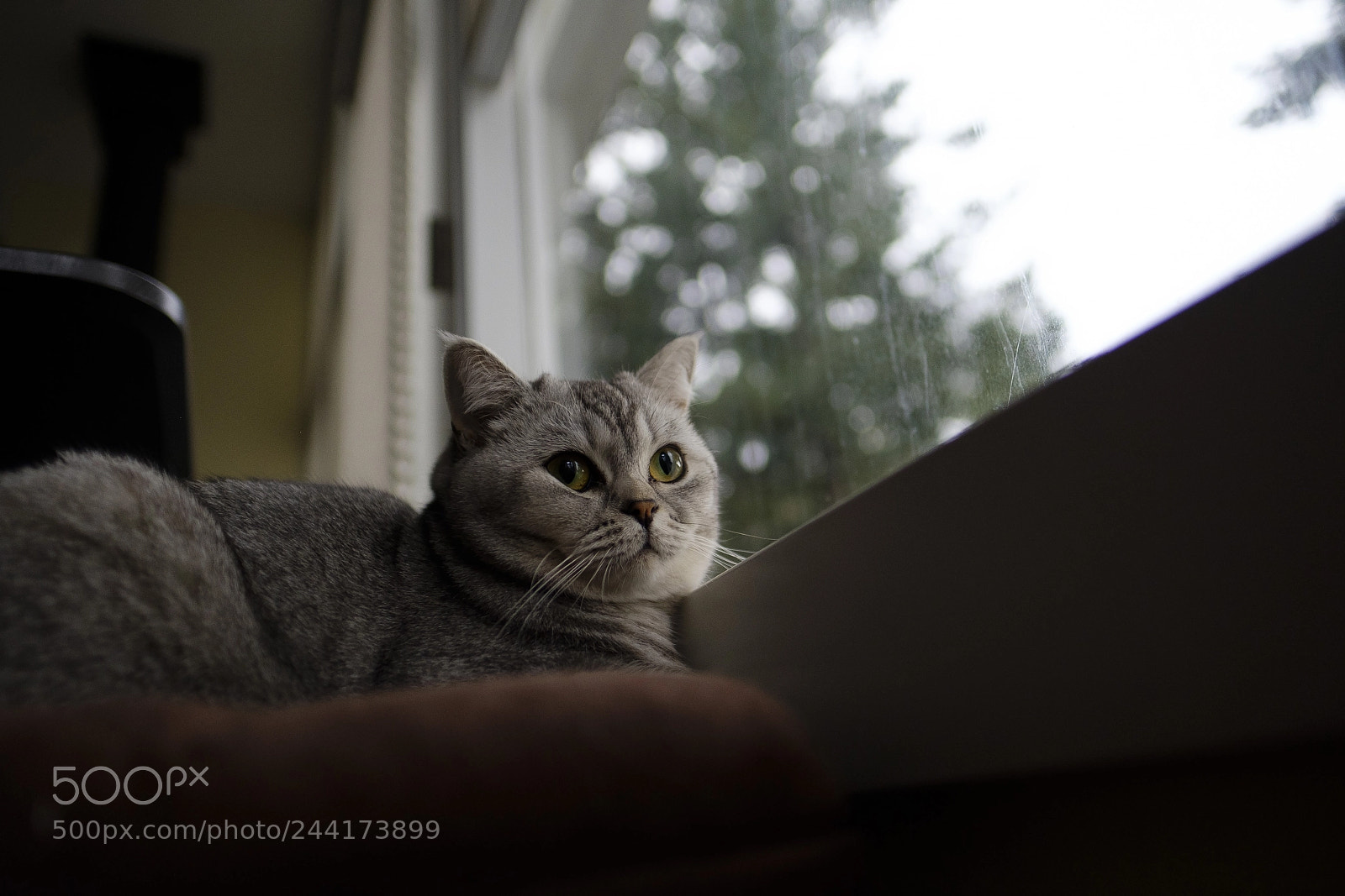 Fujifilm X-T2 sample photo. Rainy morning for luna photography