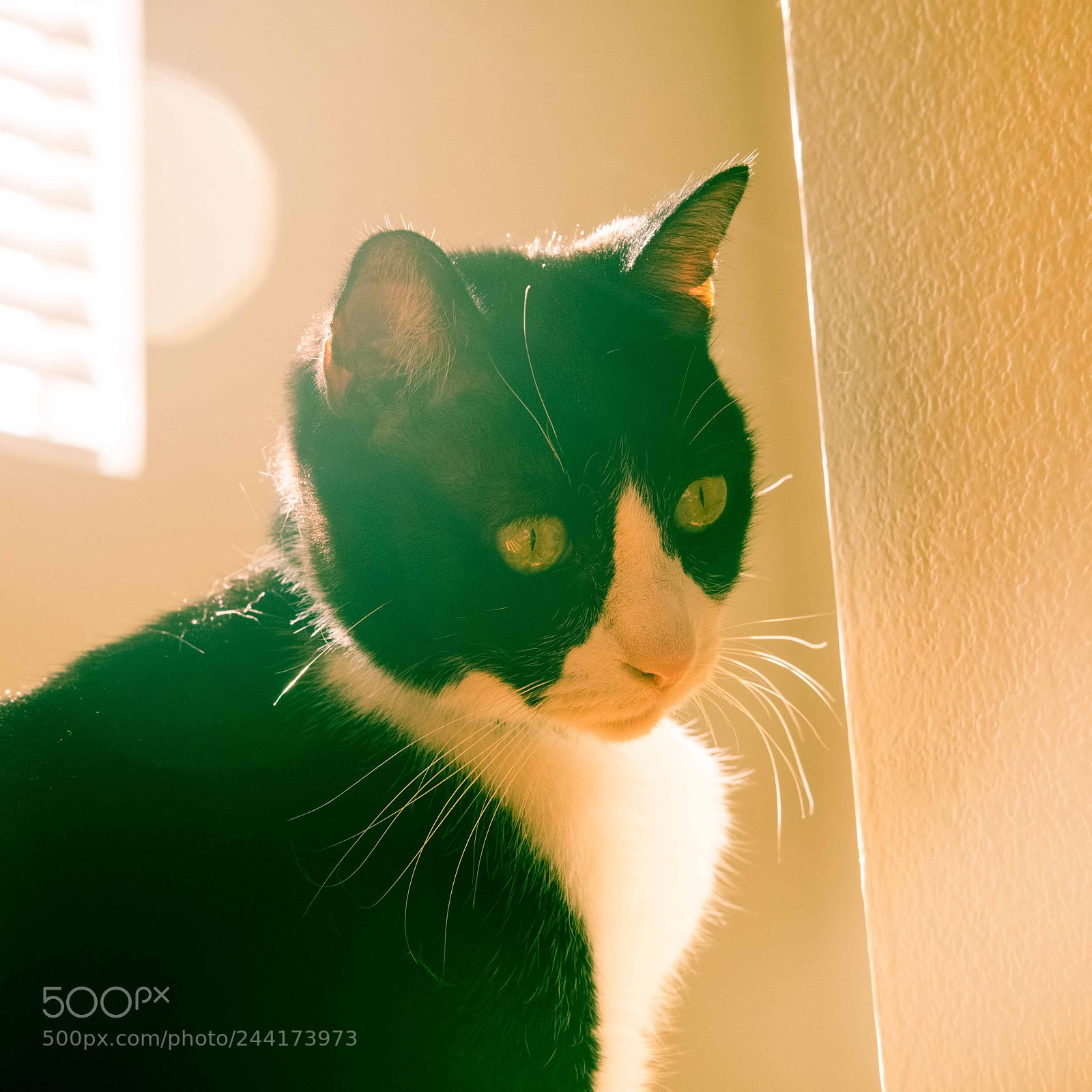 Fujifilm X-T2 sample photo. Thinky lens flare photography