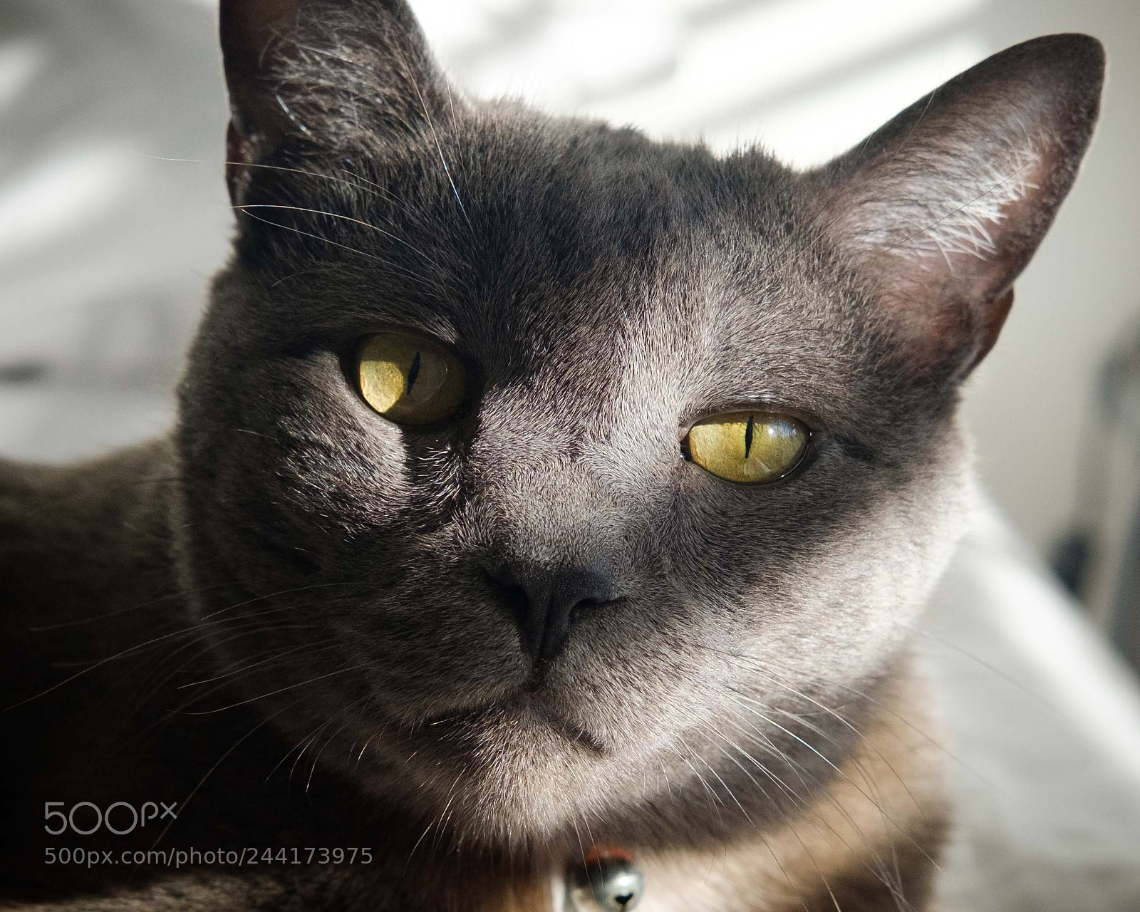 Fujifilm X-T2 sample photo. Blue photography