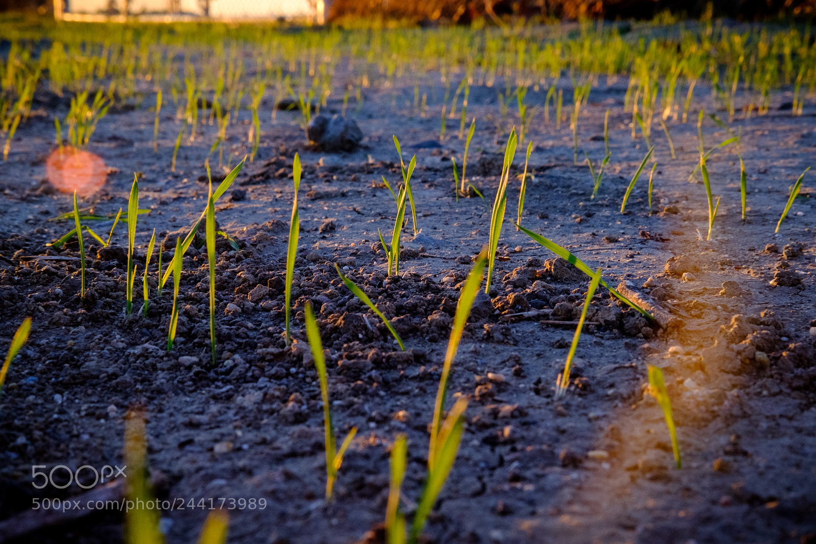 Fujifilm X-T2 sample photo. Sunrise grass photography