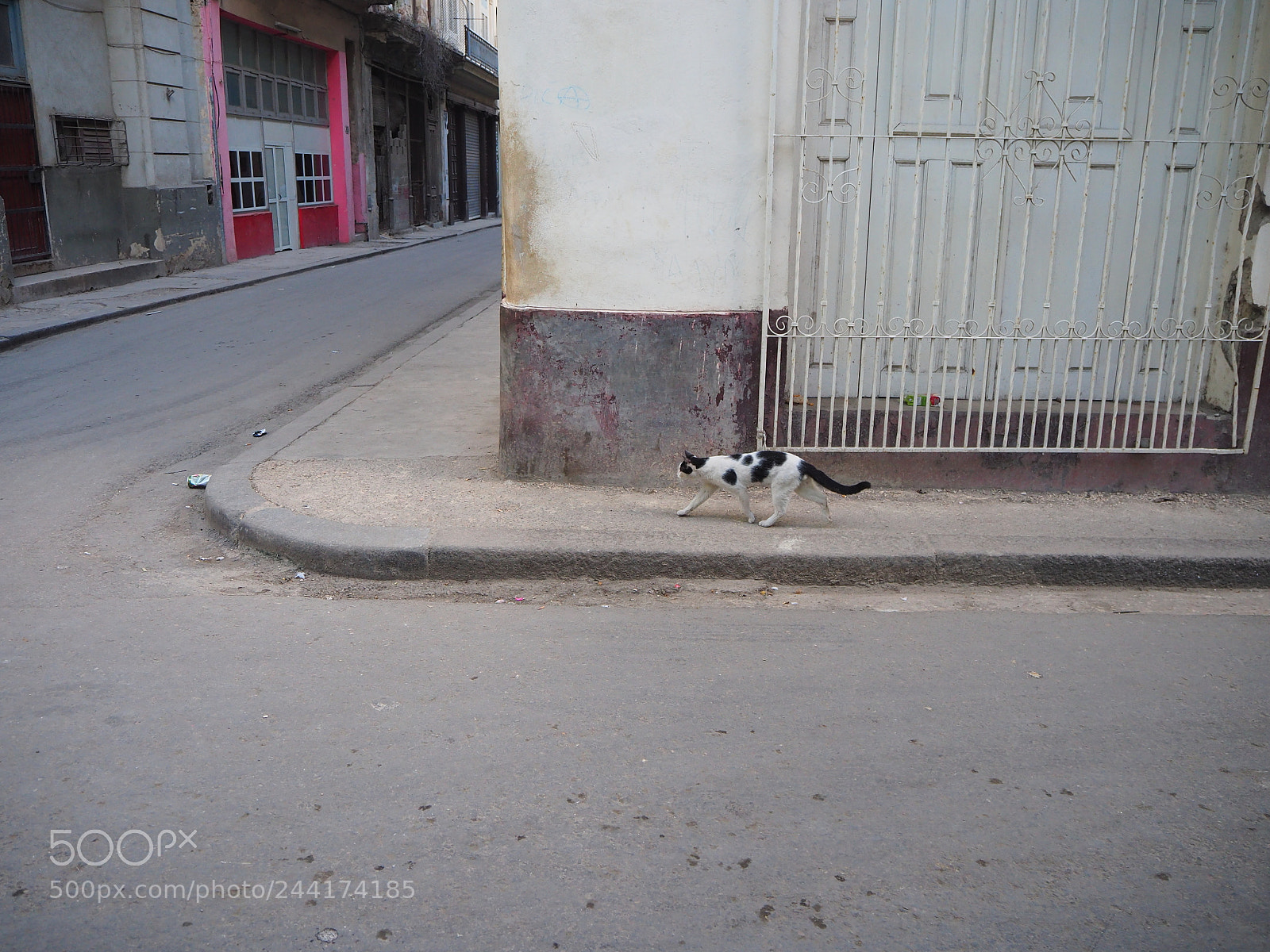 Olympus OM-D E-M10 II sample photo. Stray cat live photography