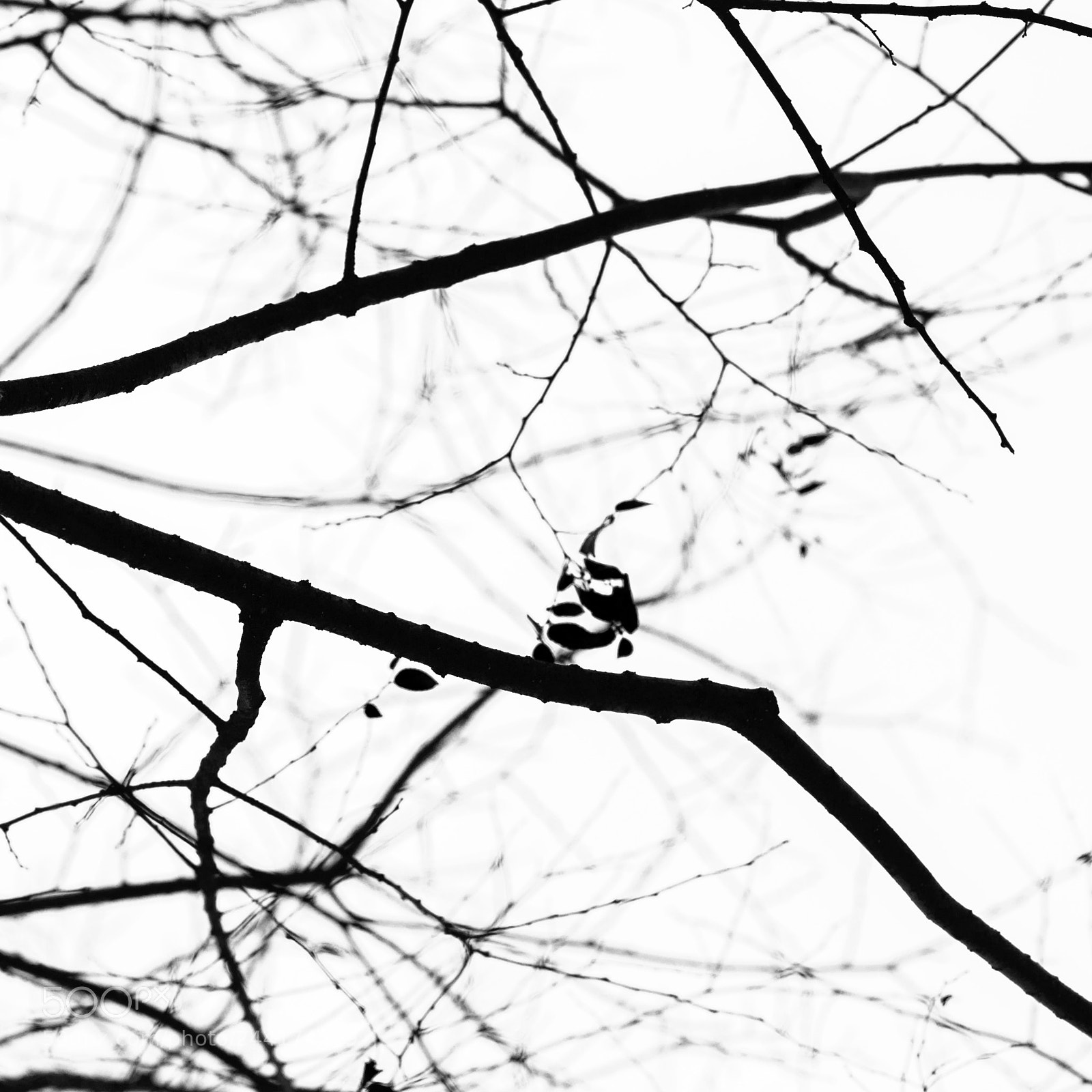 Nikon D610 sample photo. Winter 1 photography
