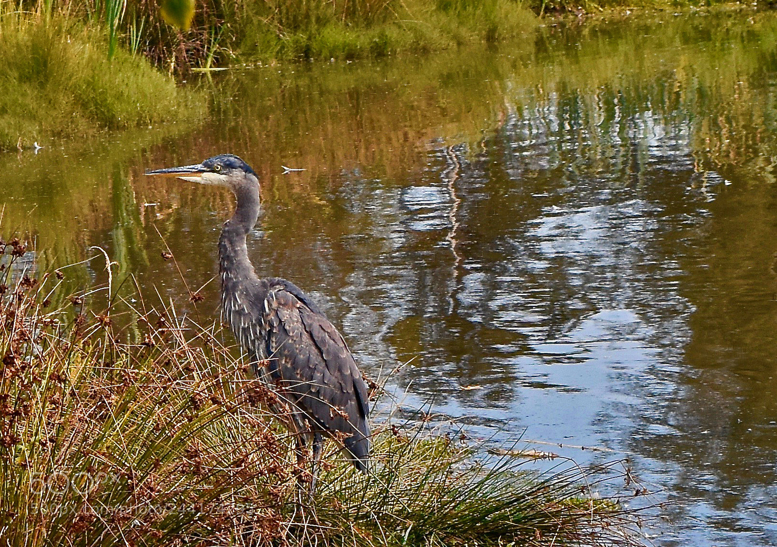 Nikon D5500 sample photo. Reiffel heron photography