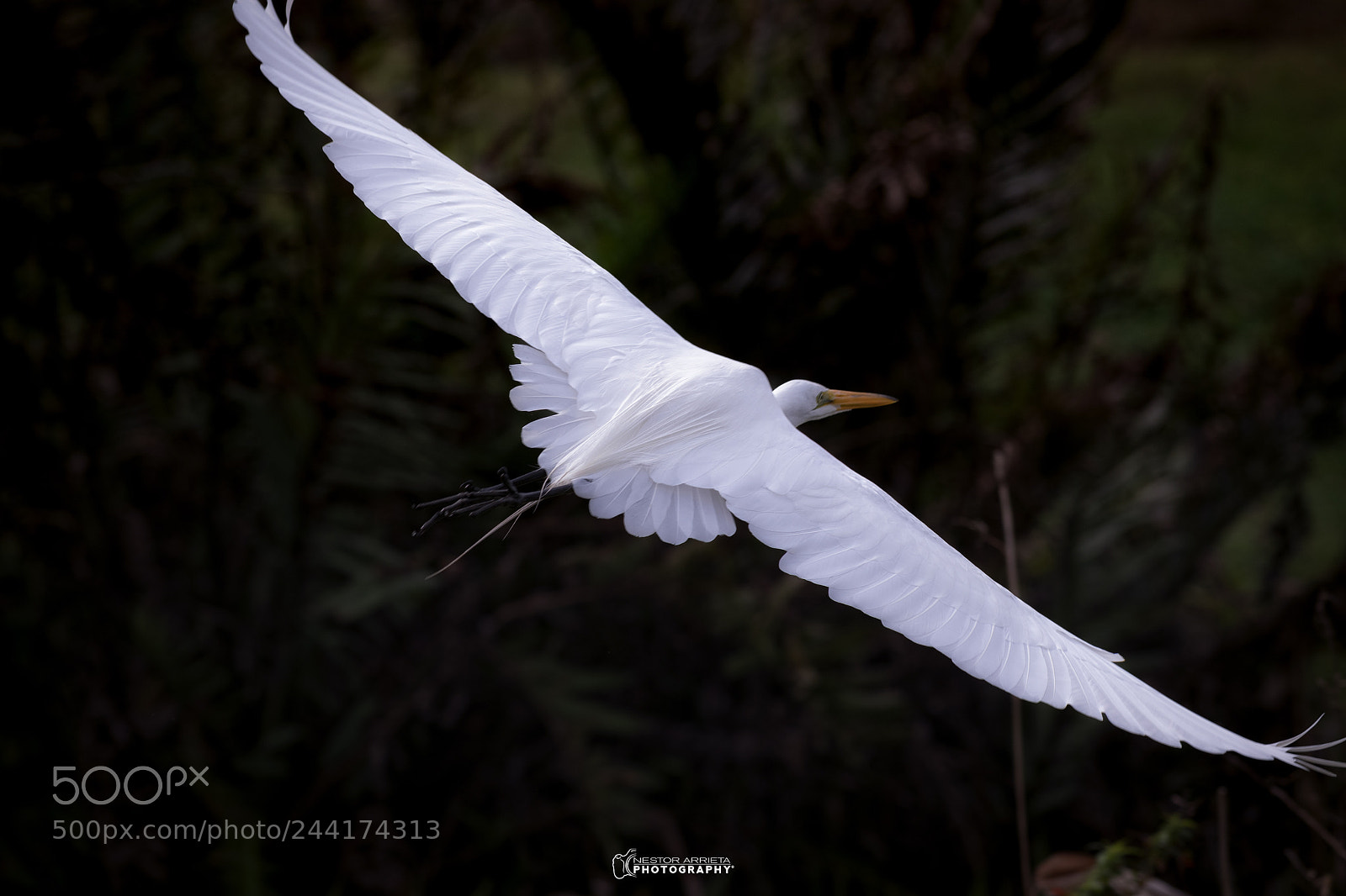 Canon EOS-1D X Mark II sample photo. Great egret photography