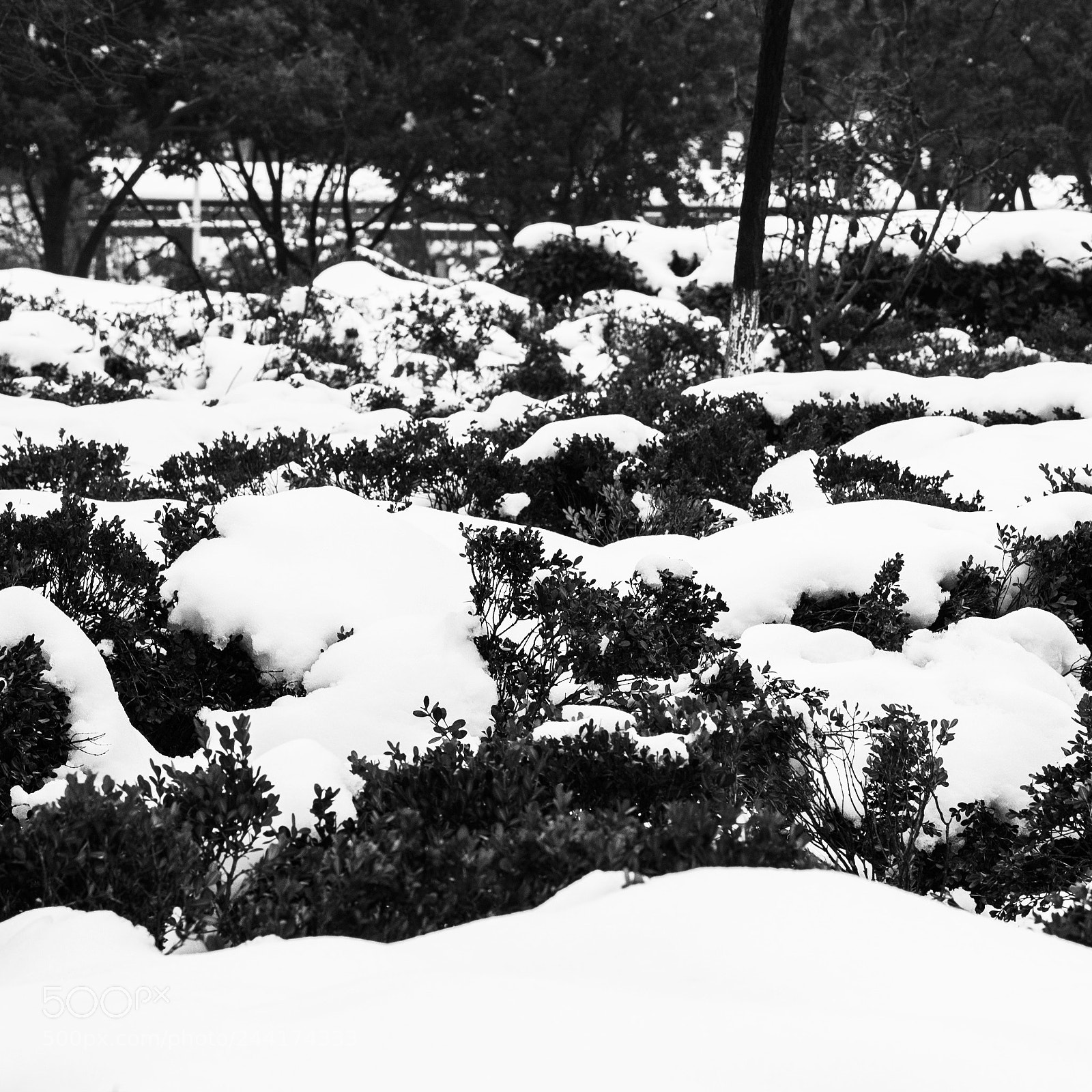 Nikon D610 sample photo. Winter 4 photography