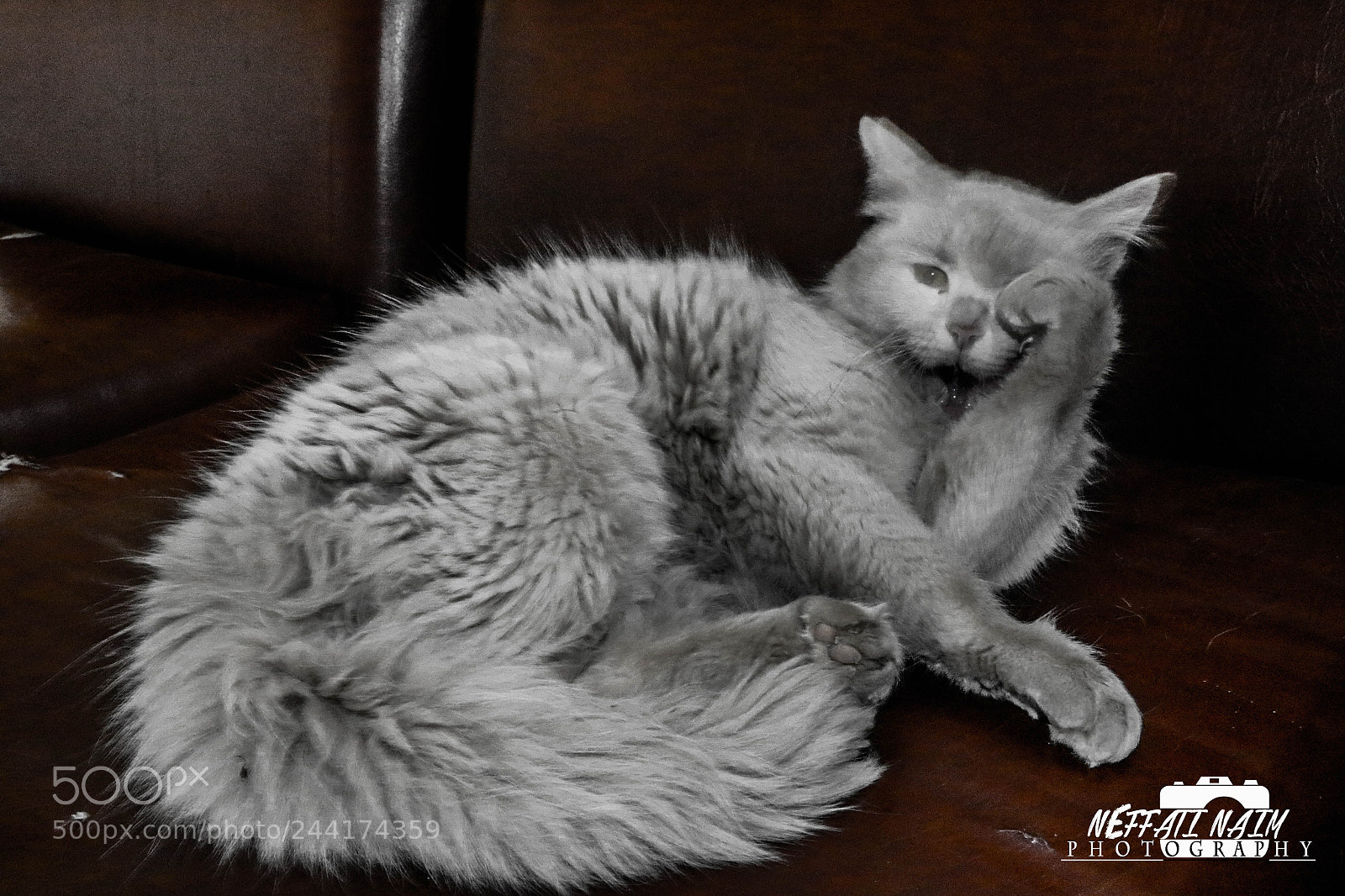 Canon EOS 7D Mark II sample photo. Cat photography