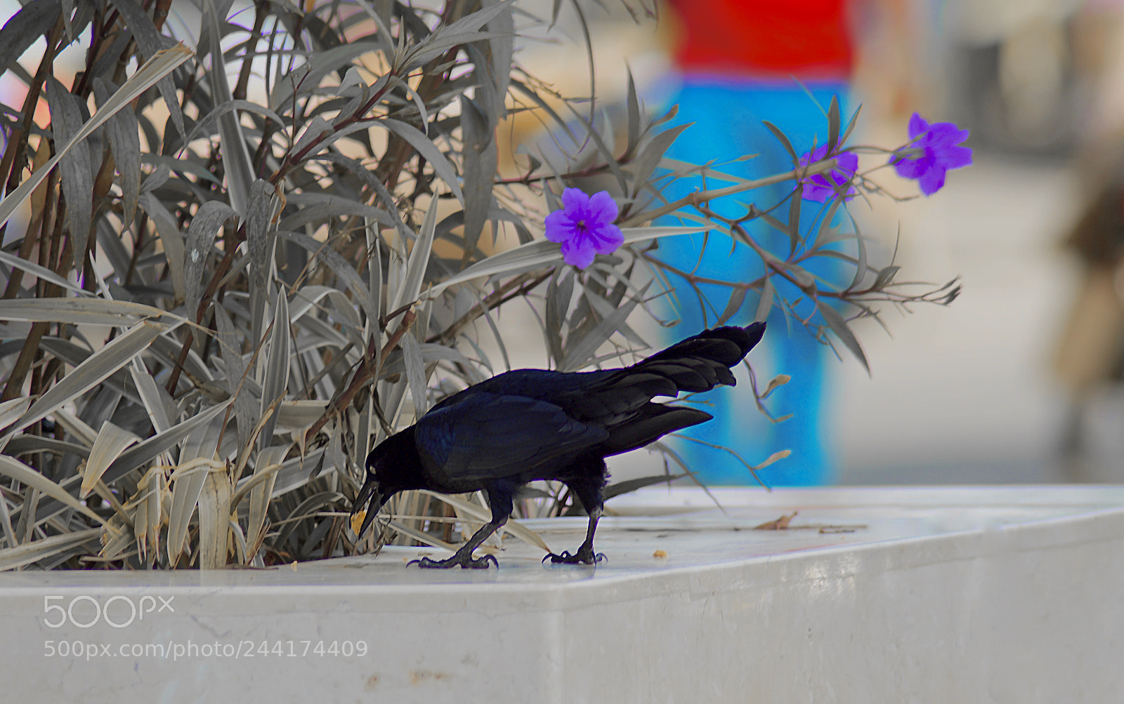 Nikon D5500 sample photo. Días de sol photography