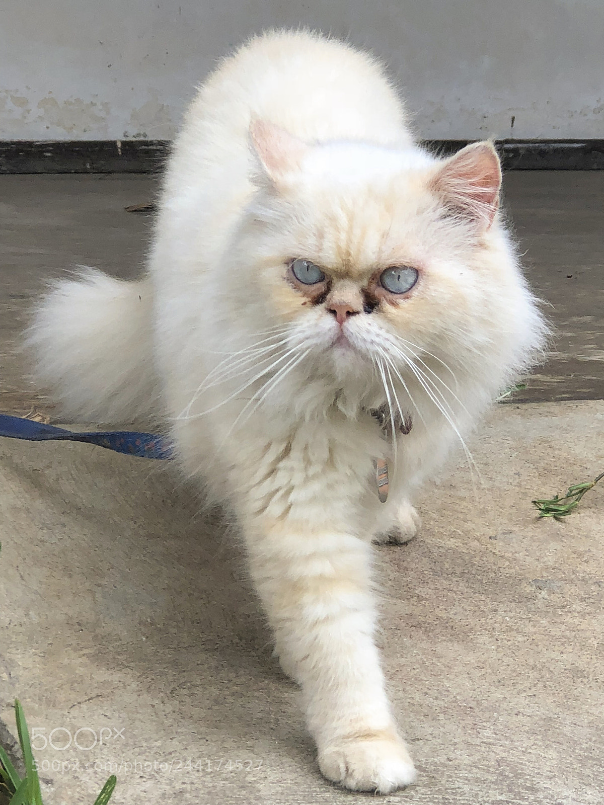 Apple iPhone 8 Plus sample photo. Grumpy cat!!! photography