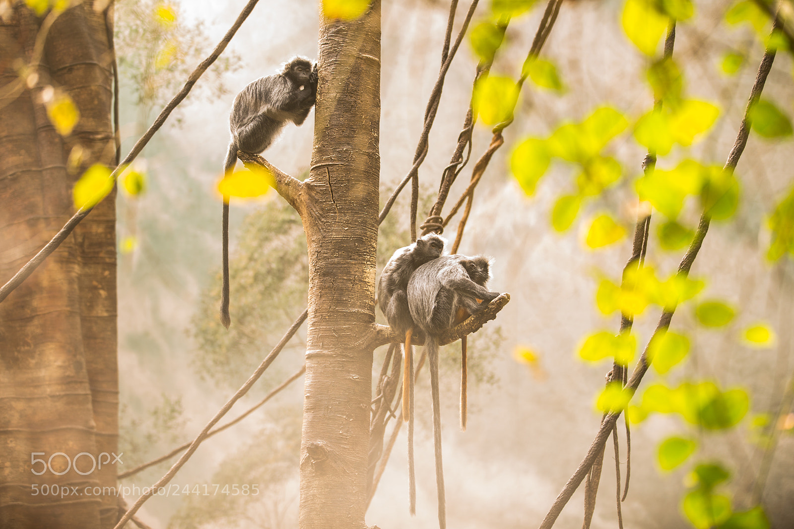 Canon EOS-1D X sample photo. Nilgiri langurs photography