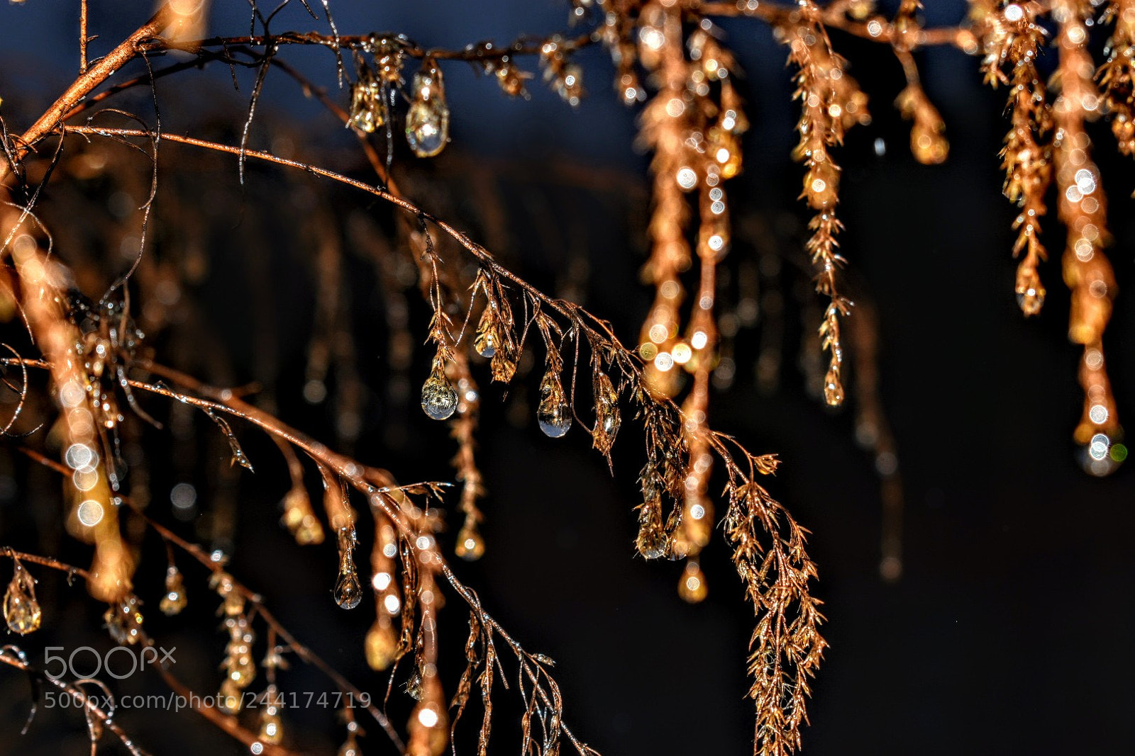 Nikon D5600 sample photo. Raindrops... photography
