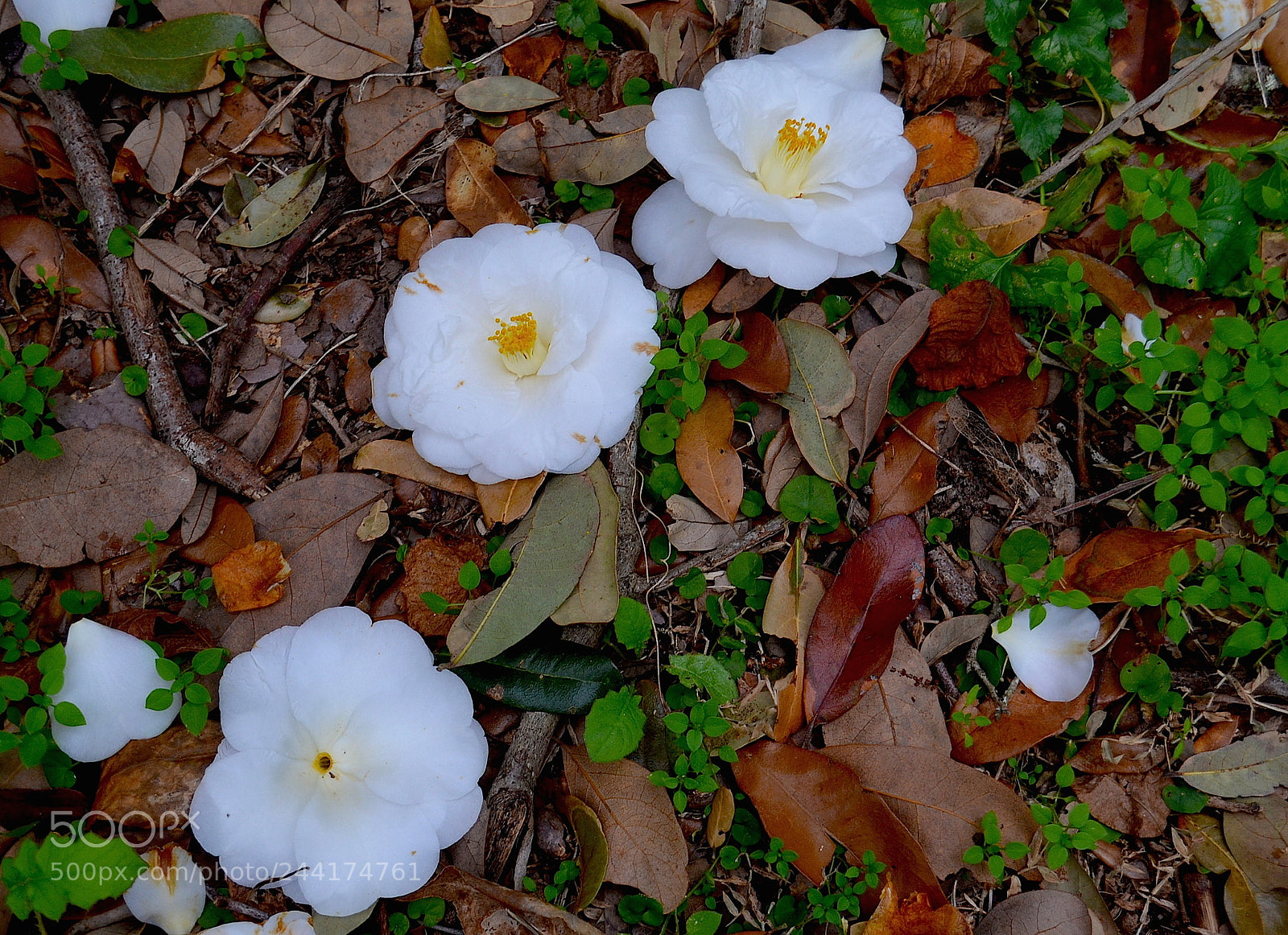 Nikon D5100 sample photo. Still life of forest photography