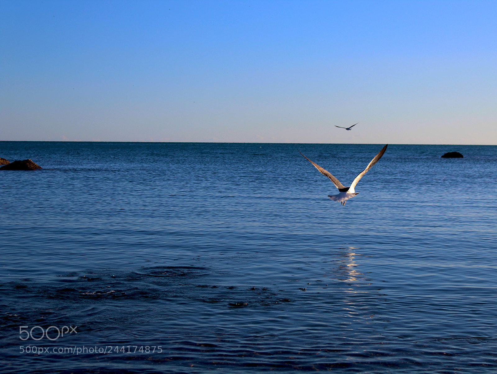 Canon EOS 1200D (EOS Rebel T5 / EOS Kiss X70 / EOS Hi) sample photo. Seagull over the sea photography