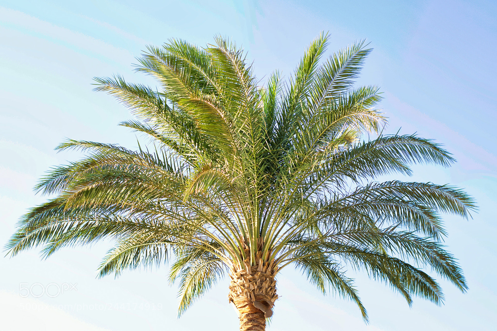 Nikon D5100 sample photo. Palm tree close-up in photography