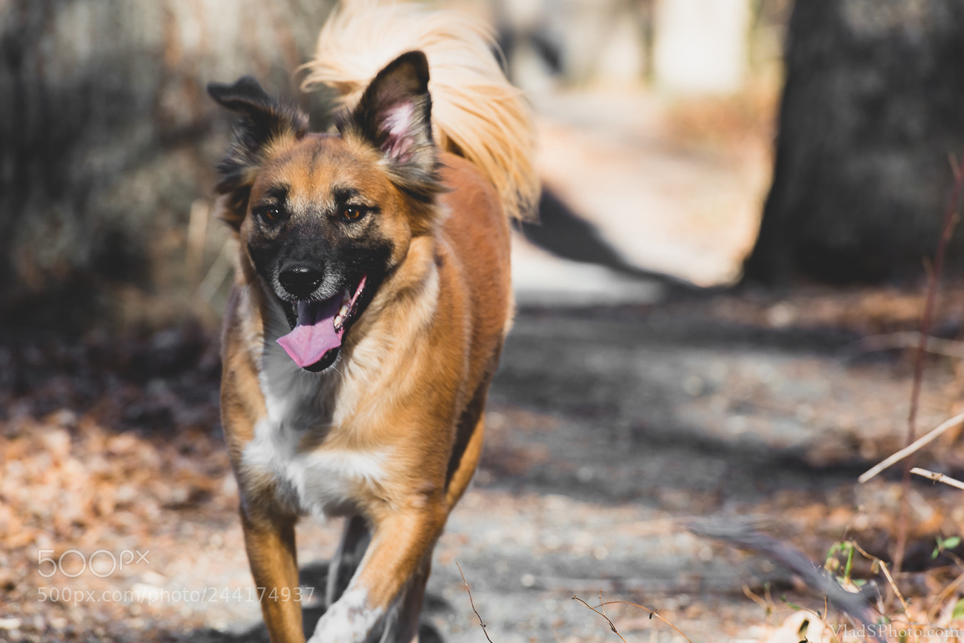 Nikon D850 sample photo. 20/365 photography