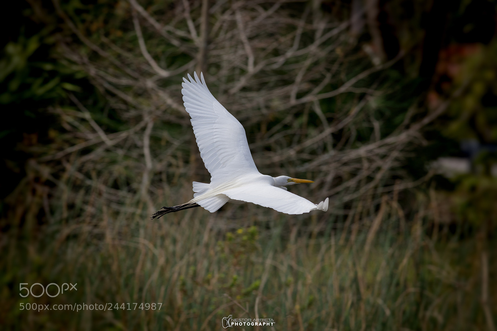 Canon EOS-1D X Mark II sample photo. Great egretb photography