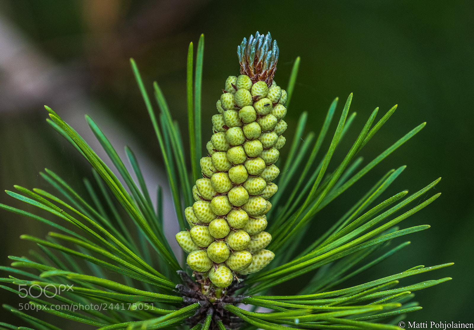 Canon EOS 7D Mark II sample photo. Mountain pine photography
