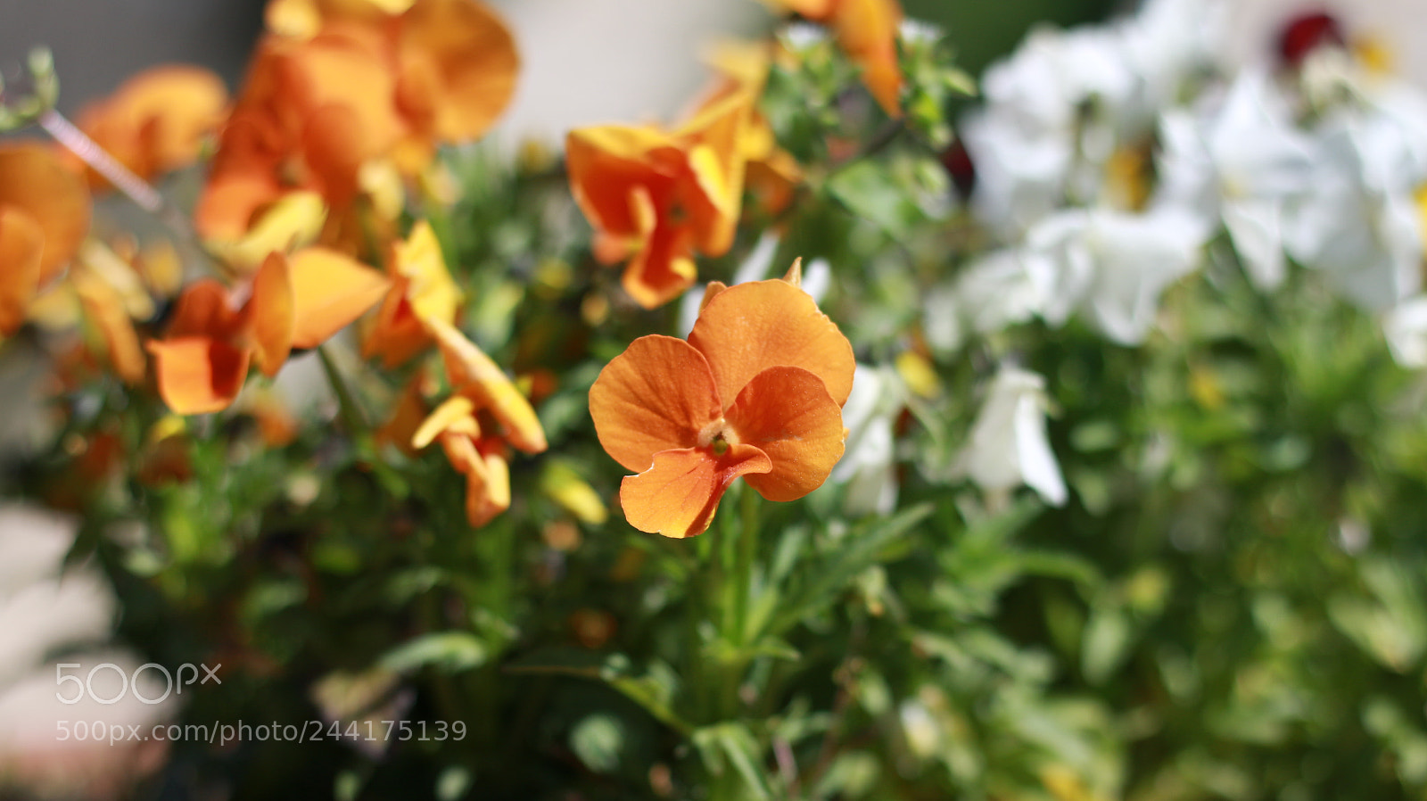 Canon EOS 70D + Canon EF 50mm F1.8 STM sample photo. Img photography