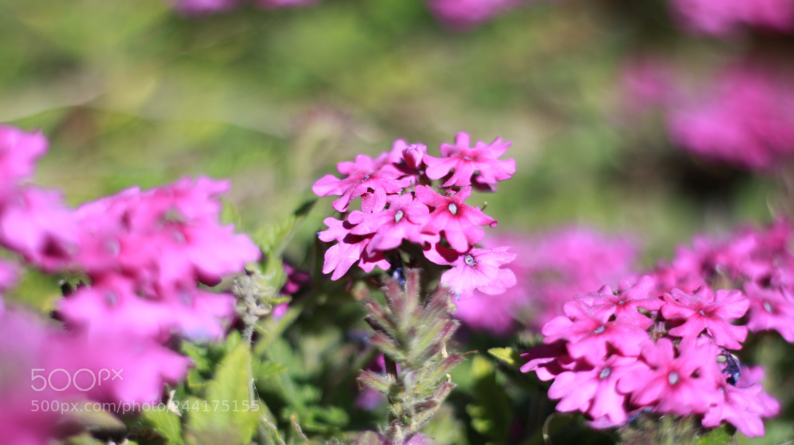 Canon EOS 70D + Canon EF 50mm F1.8 STM sample photo. Img photography