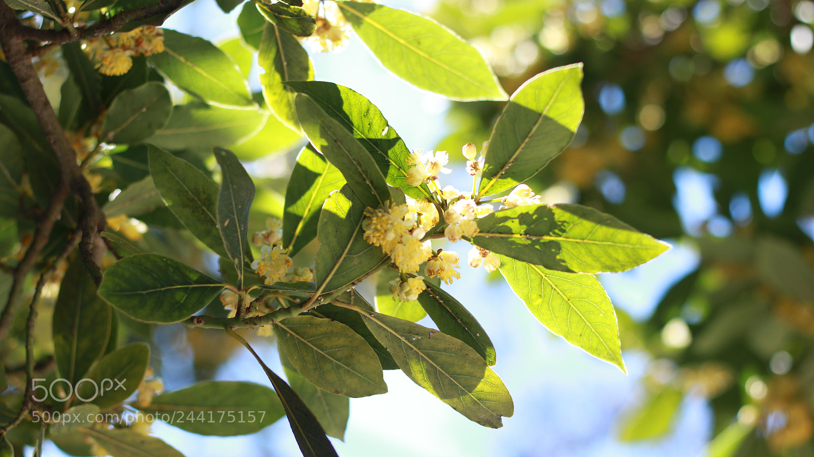 Canon EOS 70D + Canon EF 50mm F1.8 STM sample photo. Img photography