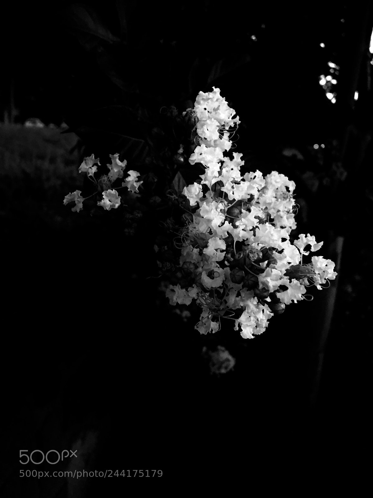 Apple iPhone SE sample photo. White flowers photography