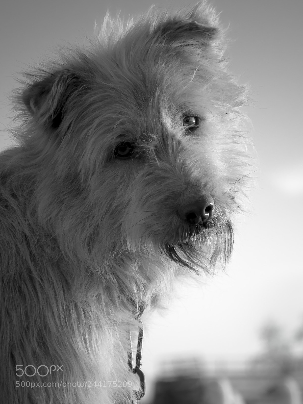 Olympus OM-D E-M1 Mark II sample photo. Look at me.. photography