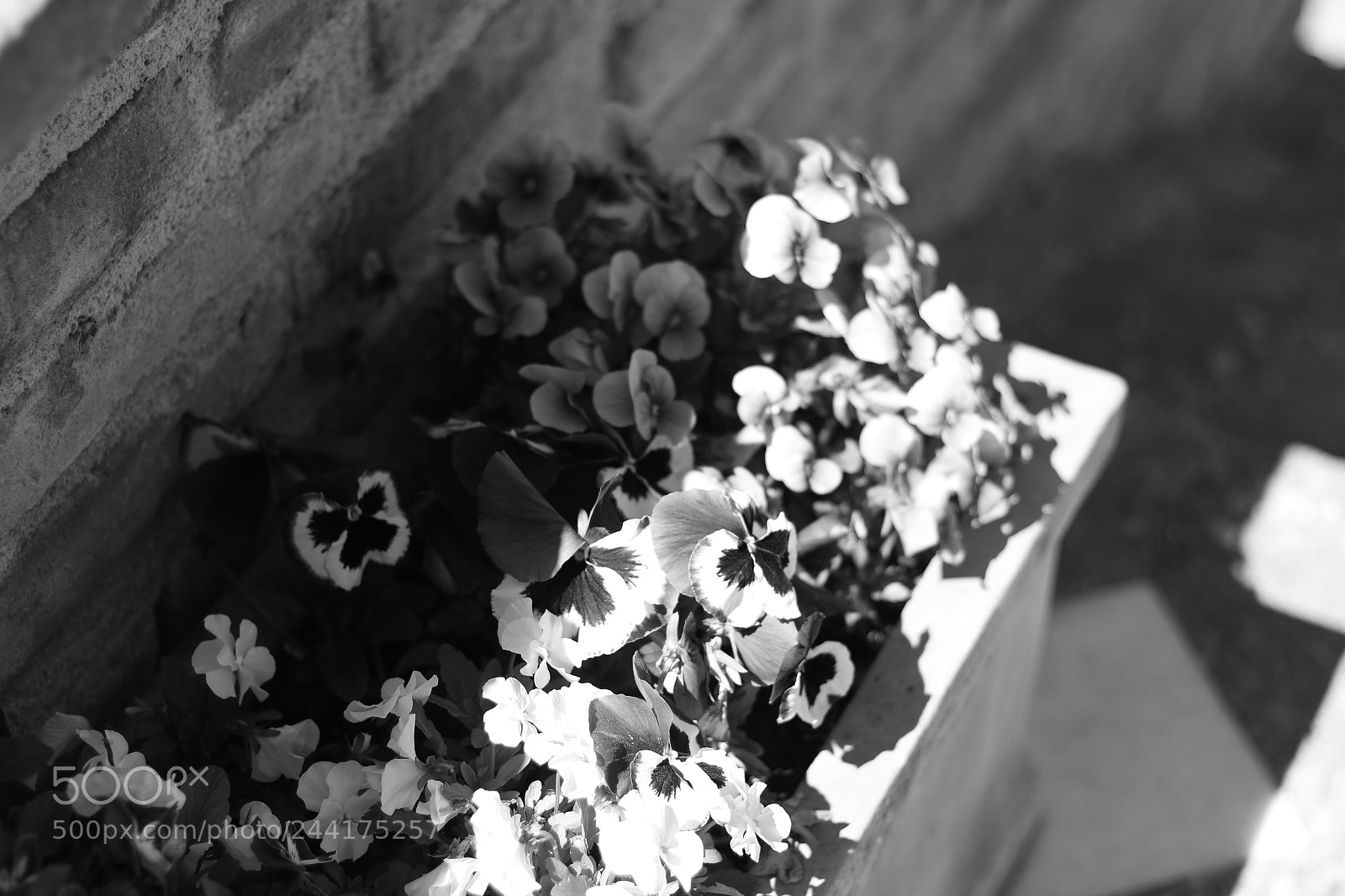 Canon EOS 70D + Canon EF 50mm F1.8 STM sample photo. Img photography