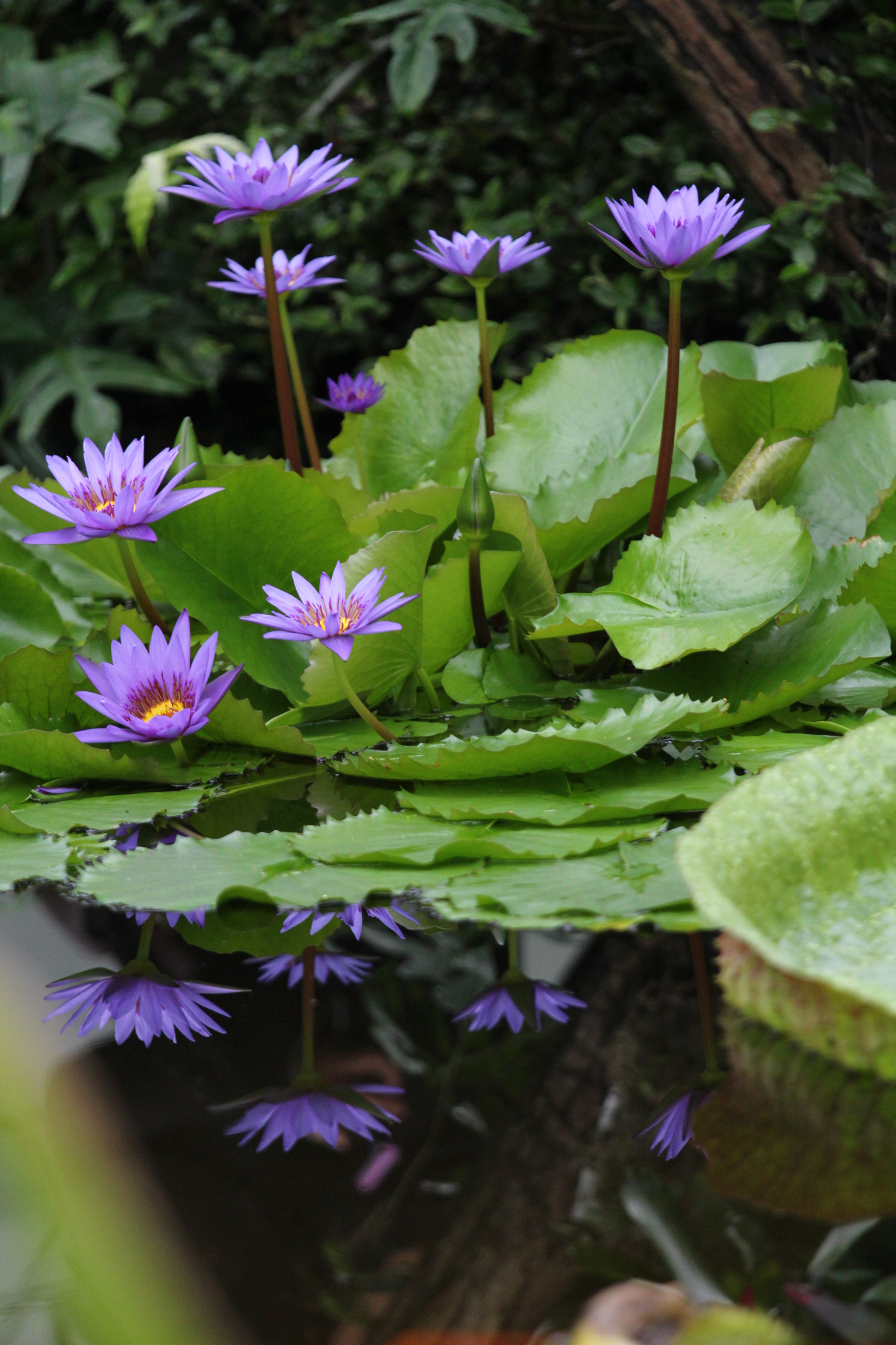 Canon EOS 650D (EOS Rebel T4i / EOS Kiss X6i) + Canon EF 70-200mm F4L IS USM sample photo. Plants photography