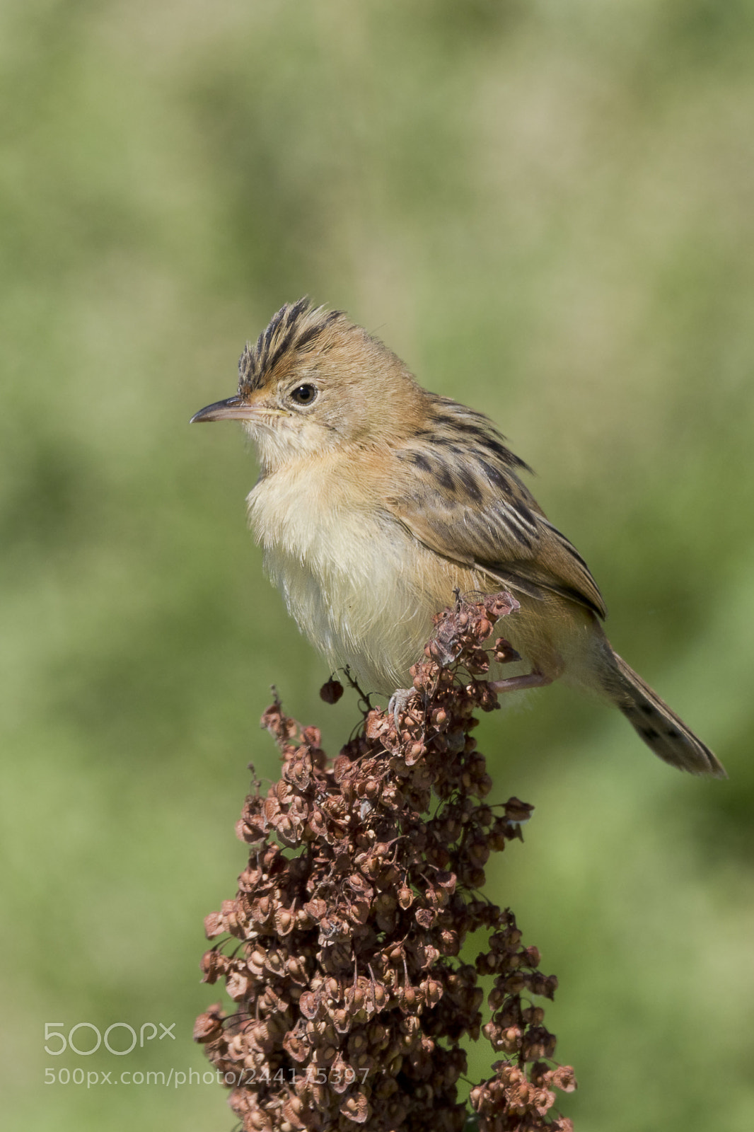 Olympus OM-D E-M1 Mark II sample photo. Golden-headed cisticola in profile photography