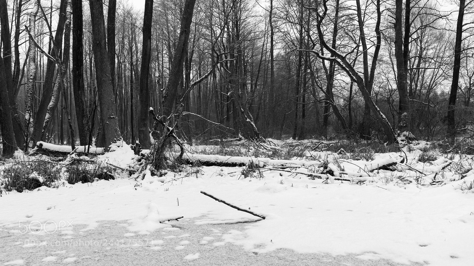 Sony SLT-A65 (SLT-A65V) sample photo. Untitled photography