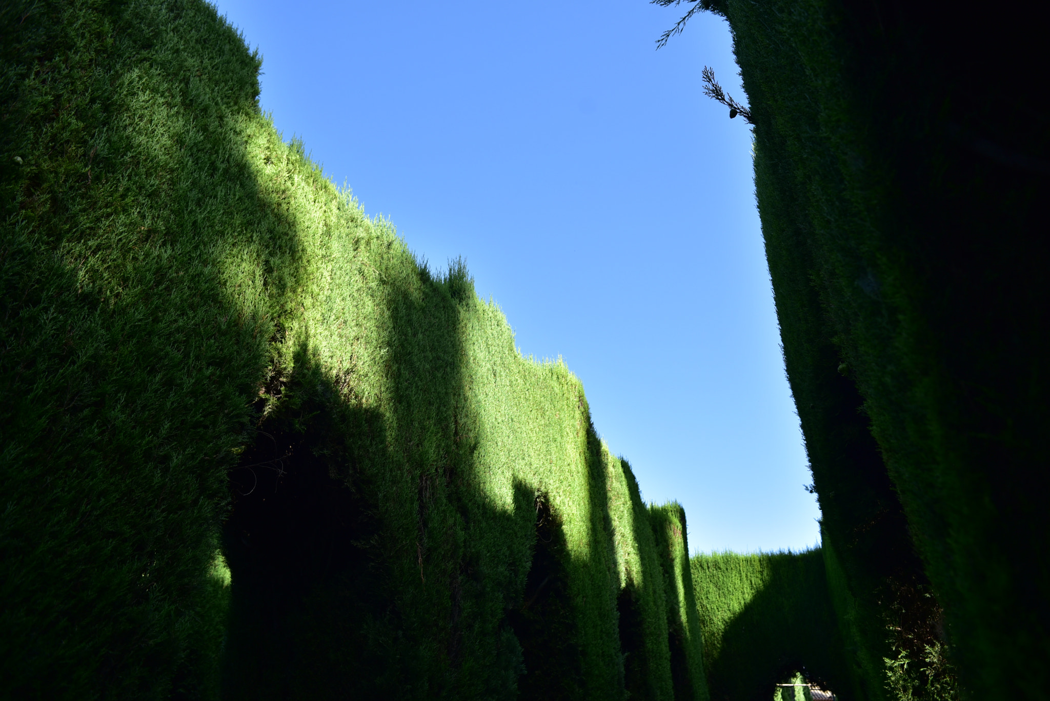 Nikon AF Nikkor 24mm F2.8D sample photo. Hedges with shadows photography