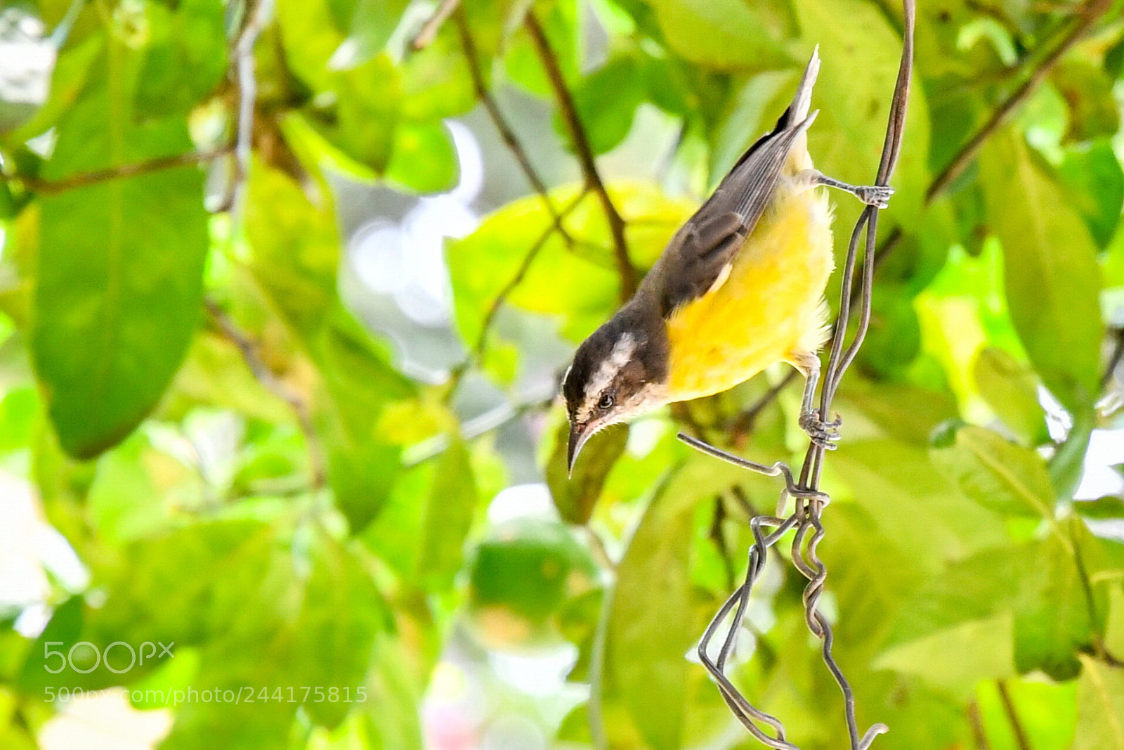 Nikon D500 sample photo. Bird photography