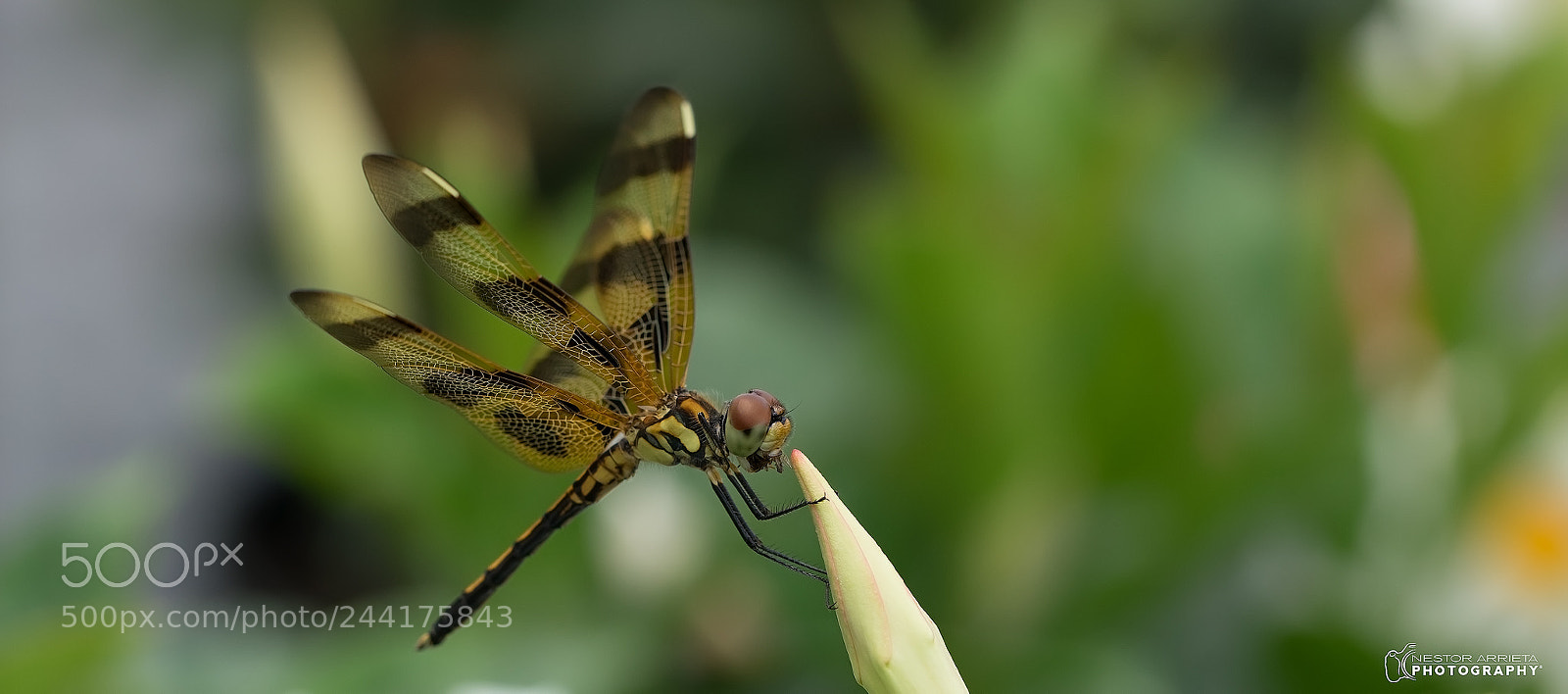Sony a7R sample photo. Anisoptera photography