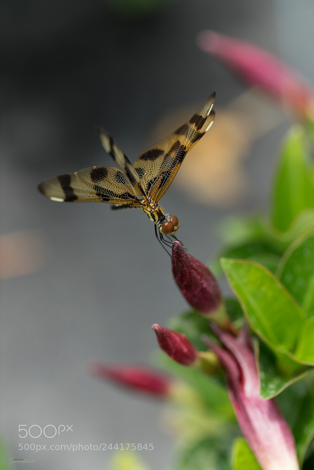 Sony a7R sample photo. Libelula photography