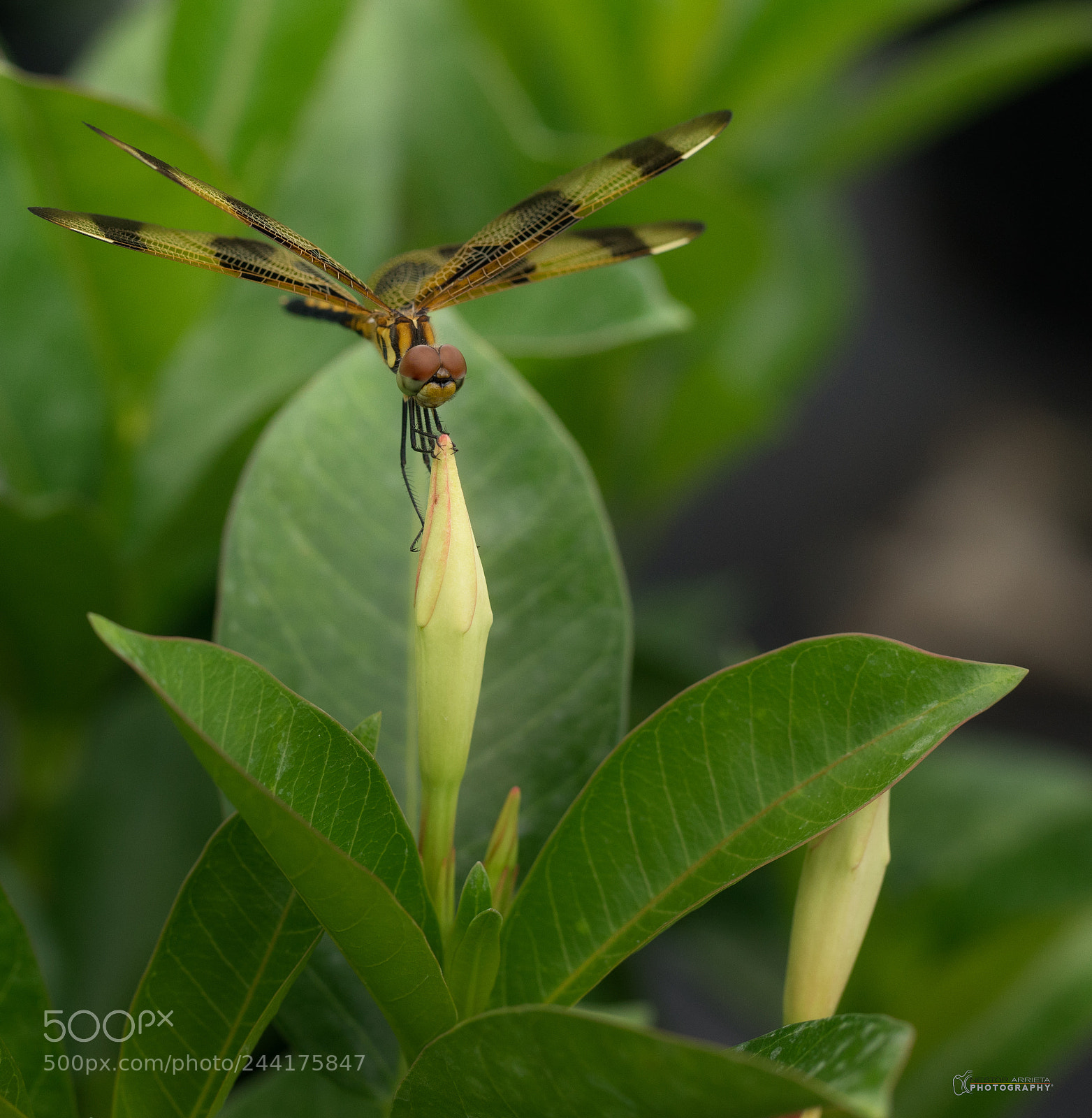 Sony a7R sample photo. Libelulab photography