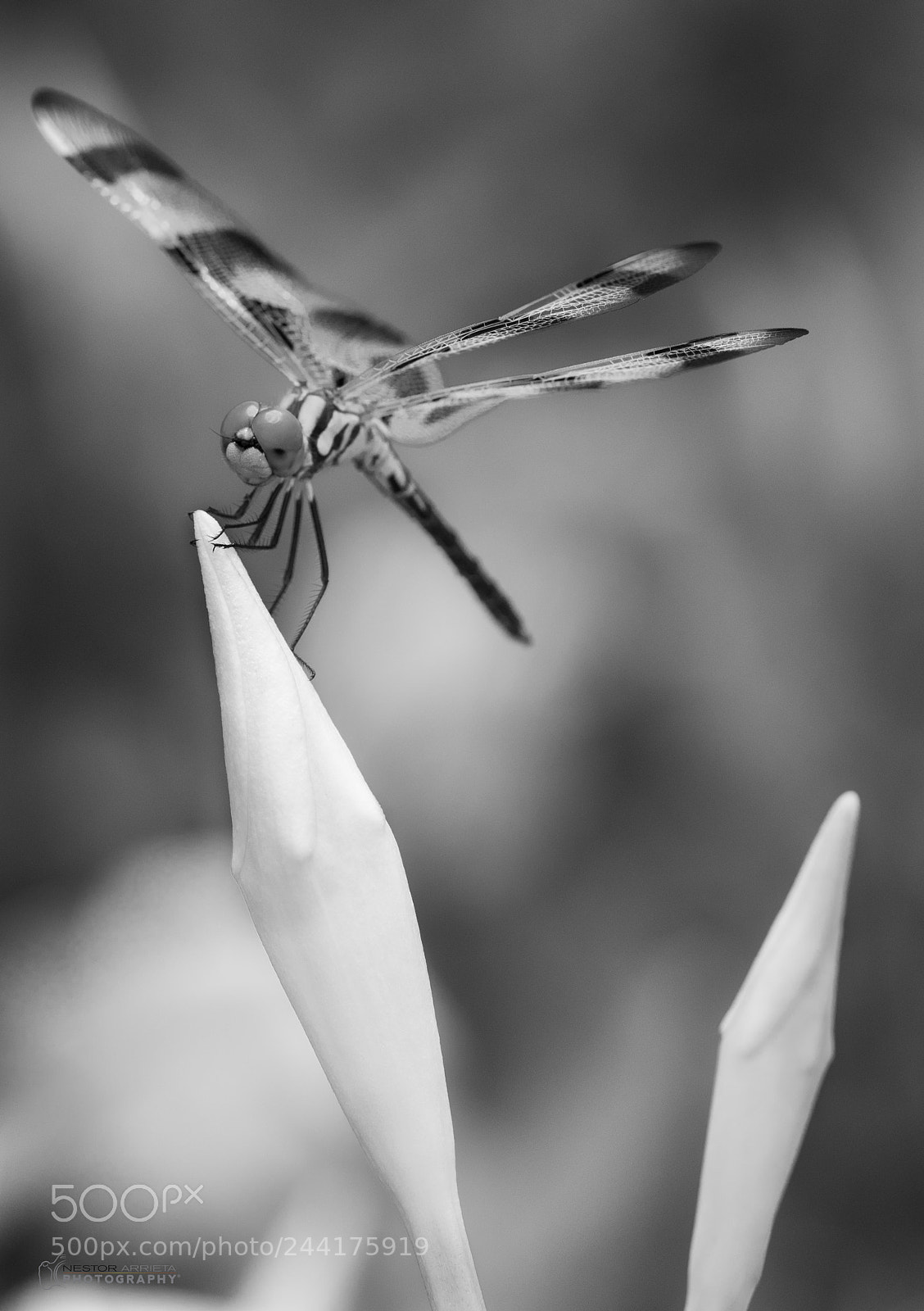 Sony a7R sample photo. Libelulac bw photography