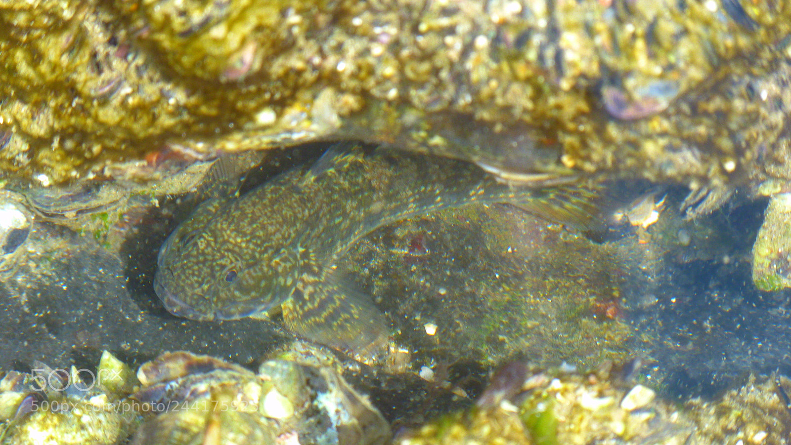 Panasonic Lumix DMC-FZ40 (Lumix DMC-FZ45) sample photo. Fish photography