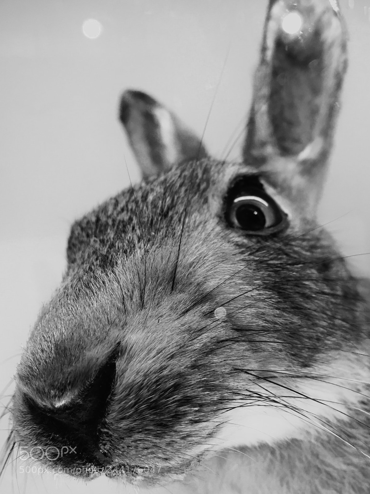 Apple iPhone 6s sample photo. Hare stare photography