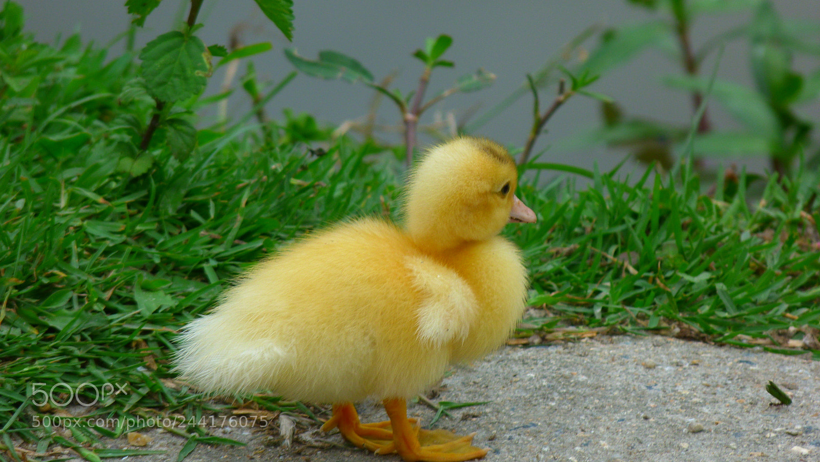Panasonic Lumix DMC-FZ40 (Lumix DMC-FZ45) sample photo. Baby duck photography