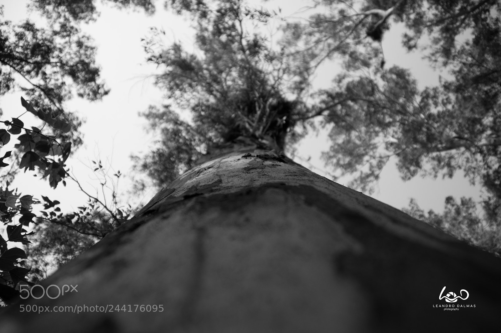 Nikon D90 sample photo. In the bush photography