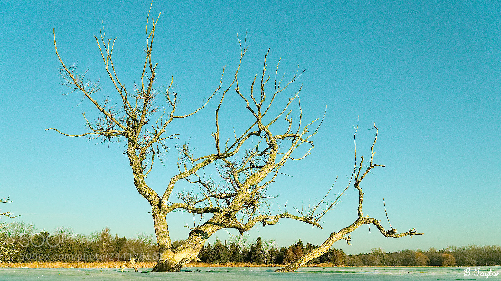 Sony SLT-A57 sample photo. Tree in ice photography